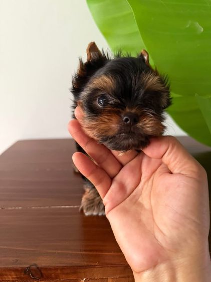 ยอร์คเชียร์ไซด์ทอยและทีคัพ รูปที่ 3