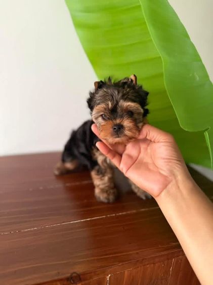 ยอร์คเชียร์ไซด์ทอยและทีคัพ รูปที่ 4