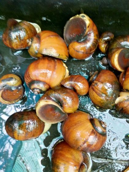 แม่พันธุ์หอยเชอรีสีทอง รูปที่ 2
