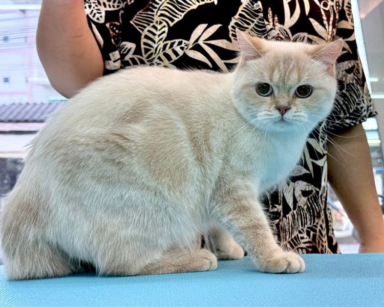 บริติช ชอร์ตแฮร์ (British Shorthair) british shorthair 