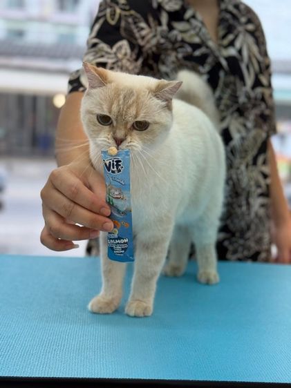 british shorthair  รูปที่ 2