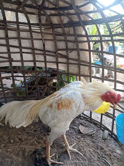 ไก่อูไก่ชน รูปที่ 10