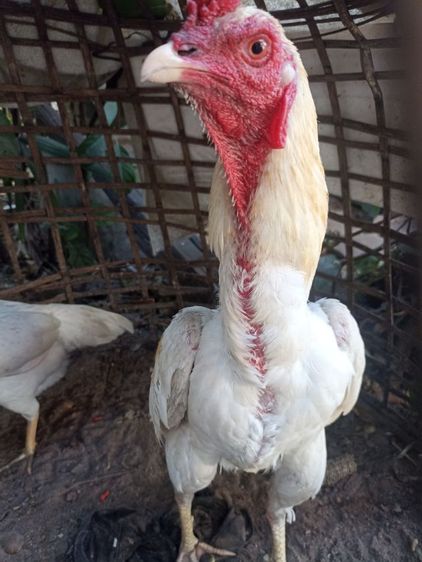 ไก่อูไก่ชน รูปที่ 7