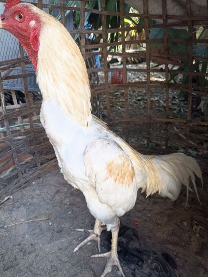 ไก่อูไก่ชน รูปที่ 4