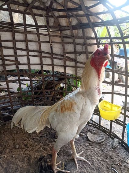 ไก่อูไก่ชน รูปที่ 9