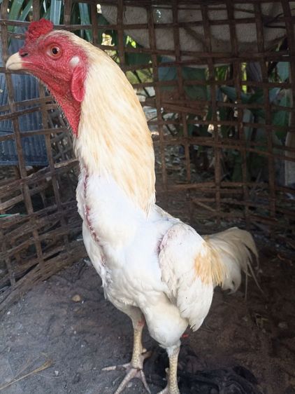 ไก่อูไก่ชน รูปที่ 2