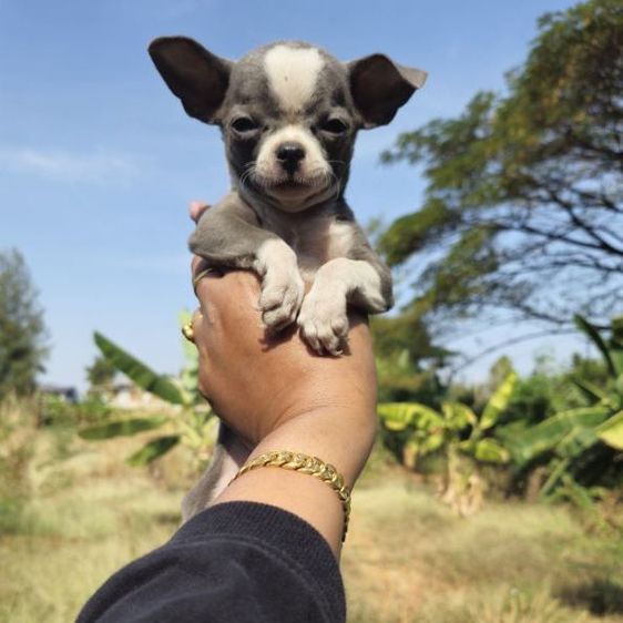 สุนัข รูปที่ 2