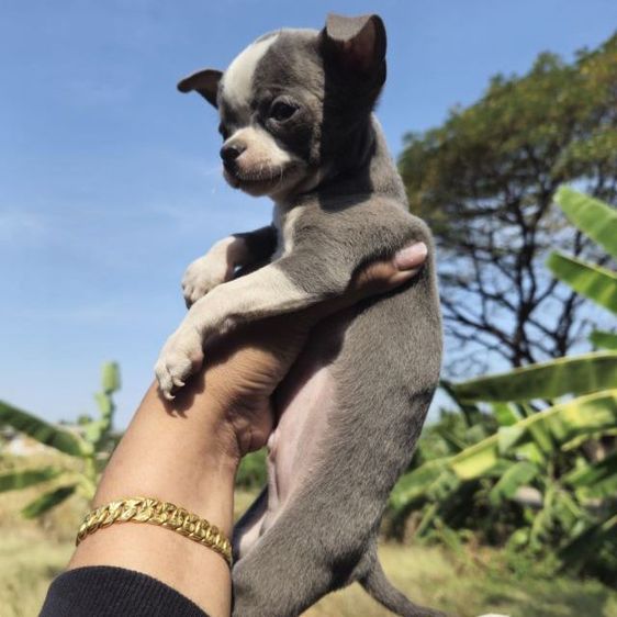 สุนัข รูปที่ 3