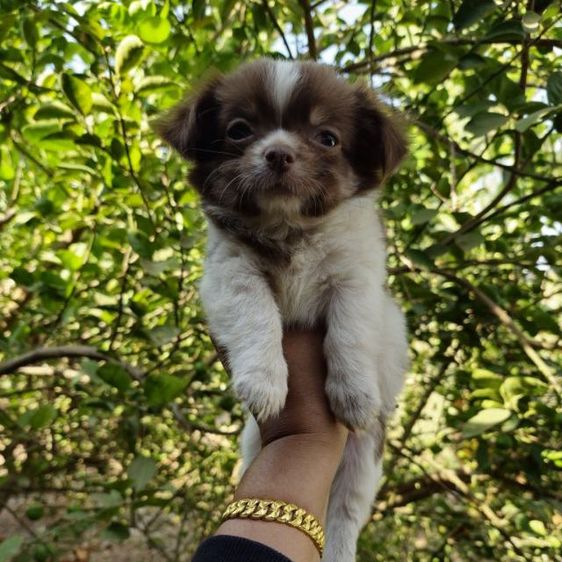 สุนัข รูปที่ 3