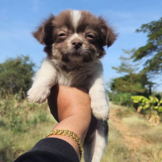 สุนัข รูปที่ 2