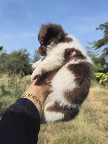 สุนัข รูปที่ 4