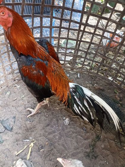 ไก่ชนสวยๆ รูปที่ 4