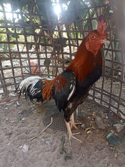 ไก่ชนสวยๆ รูปที่ 6