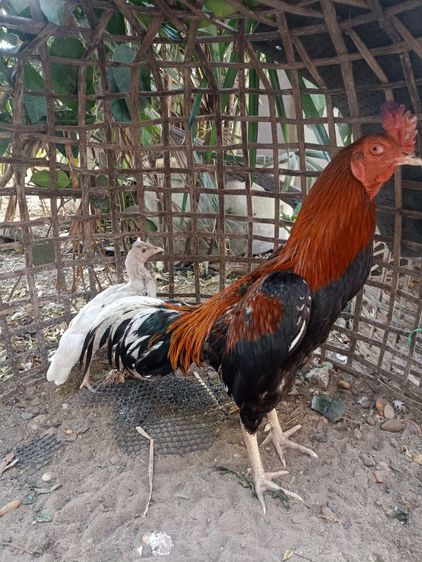 ไก่ชนสวยๆ รูปที่ 7