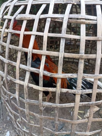 ไก่ชนสวยๆ รูปที่ 3