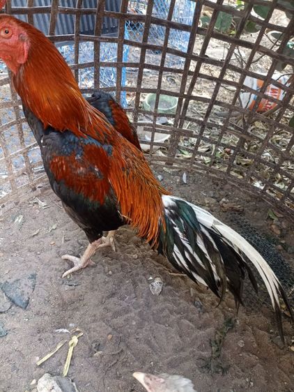 ไก่ชนสวยๆ รูปที่ 2