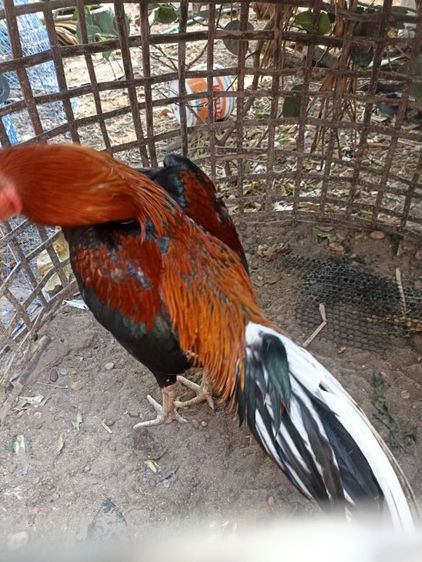 ไก่ชนสวยๆ รูปที่ 5