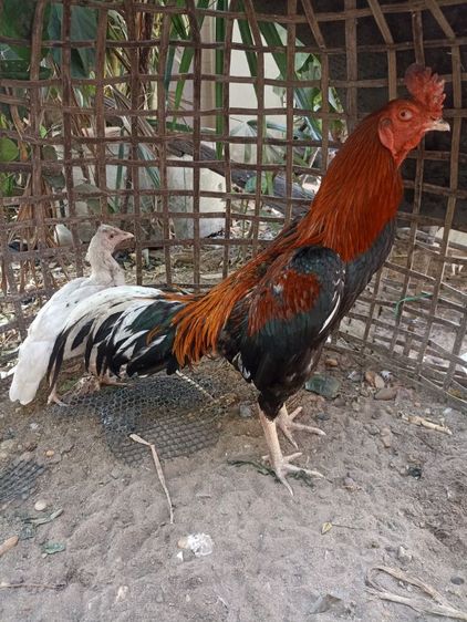 ไก่ชนสวยๆ