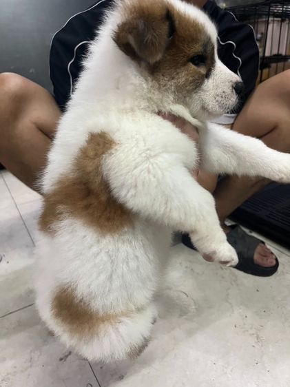 ลูกหมาบางแก้ว เพศเมีย รูปที่ 2