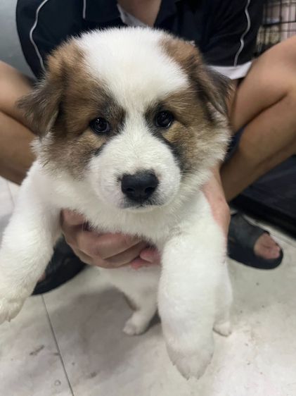 บางแก้ว (Thai Bangkaew Dog) กลาง ลูกหมาบางแก้ว เพศเมีย