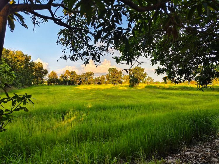 ขายด่วนที่ดิน 18-2-84 ตร.ว. ตัวเมืองชัยภูมิ ทำเลดีเยี่ยม ลดจาก 25 เหลือ 17 ล้านบาท ลดไป 32 เปอร์เซ็นต์ ถูกที่สุดในทำเลนี้