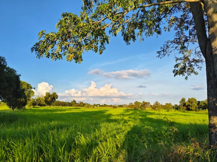 ขายด่วนที่ดิน 18-2-84 ตร.ว. ตัวเมืองชัยภูมิ ทำเลดีเยี่ยม ลดจาก 25 เหลือ 17 ล้านบาท ลดไป 32 เปอร์เซ็นต์ ถูกที่สุดในทำเลนี้ รูปที่ 2
