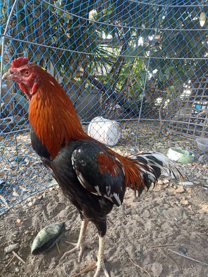 ไก่ชนซิงๆ