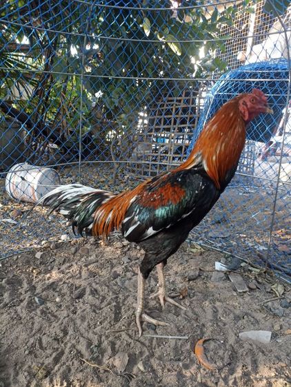 ไก่ชนซิงๆ รูปที่ 3