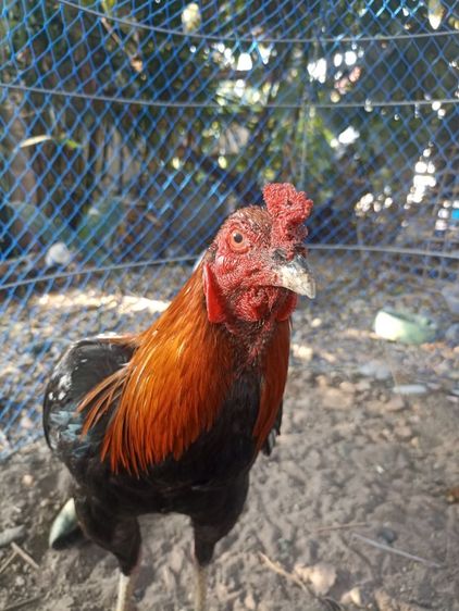 ไก่ชนซิงๆ รูปที่ 6