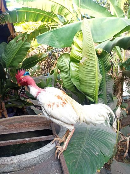 เจ้าง่อนหงอนจักร รูปที่ 3