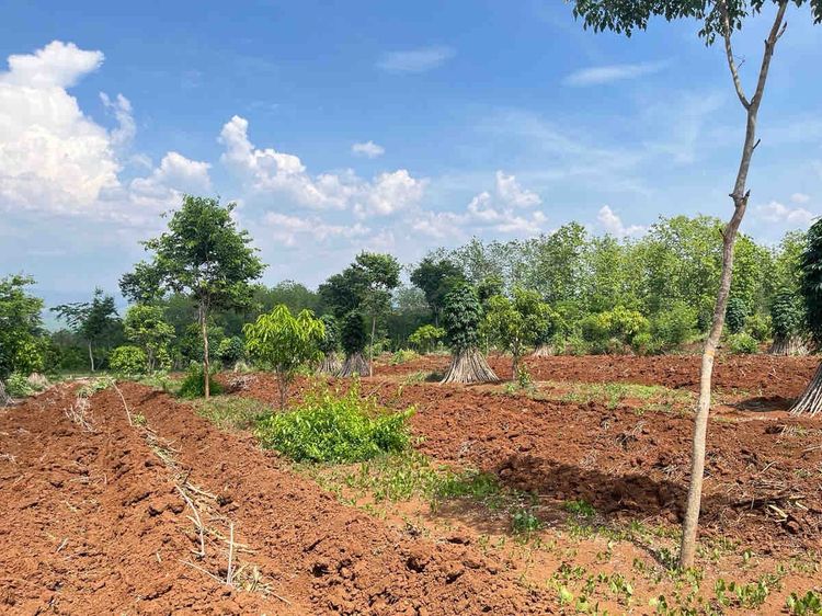 ขายที่ดิน2ไร่ จำนวน2แปลง รวม4ไร่ ราคาแปลงละ700,000 รูปที่ 3