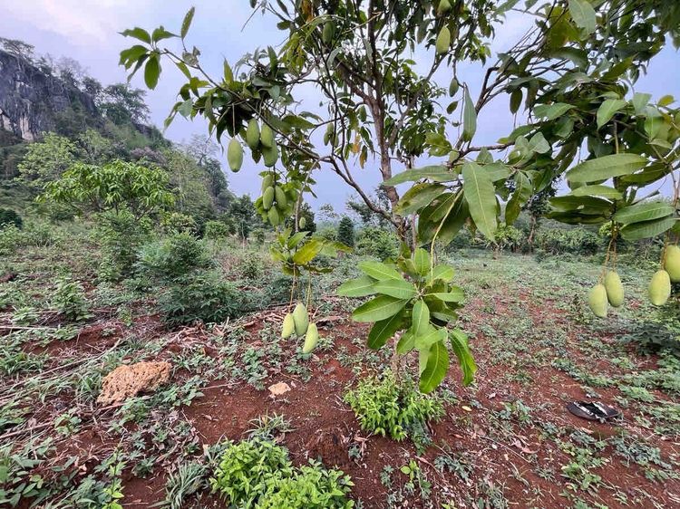 ขายที่ดิน2ไร่ จำนวน2แปลง รวม4ไร่ ราคาแปลงละ700,000 รูปที่ 2