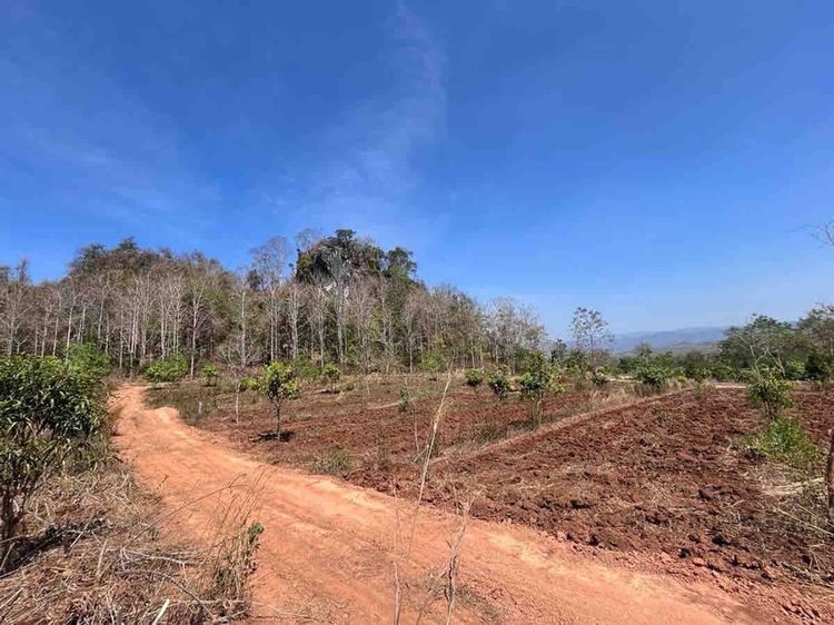 ขายที่ดิน2ไร่ จำนวน2แปลง รวม4ไร่ ราคาแปลงละ700,000