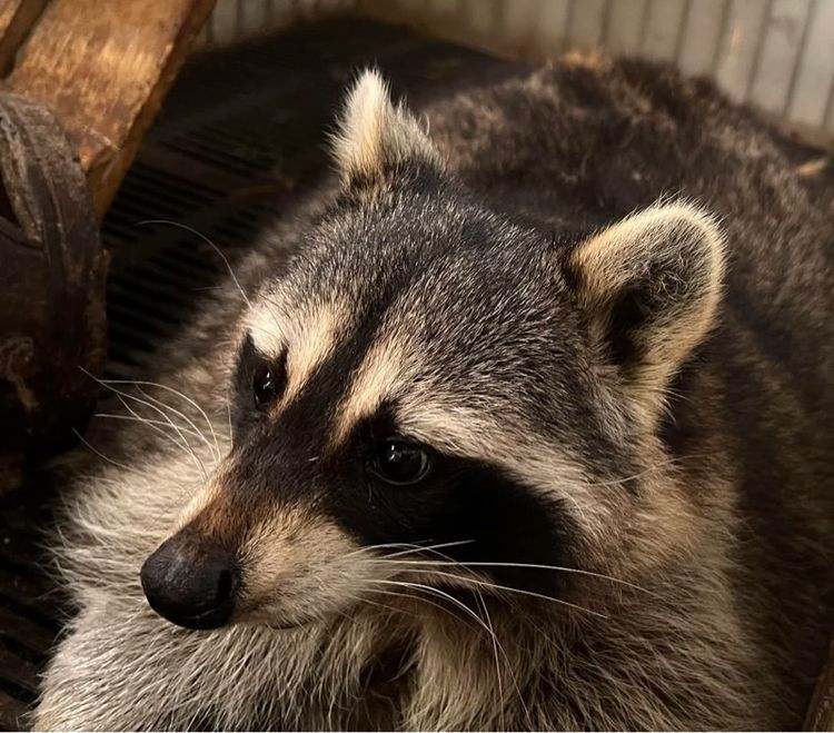 Raccoon แรคคูน เพศผู้ สีNormal