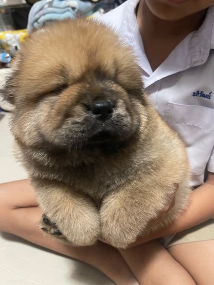 เชาเชา (Chow Chow) กลาง หมาเชาว์