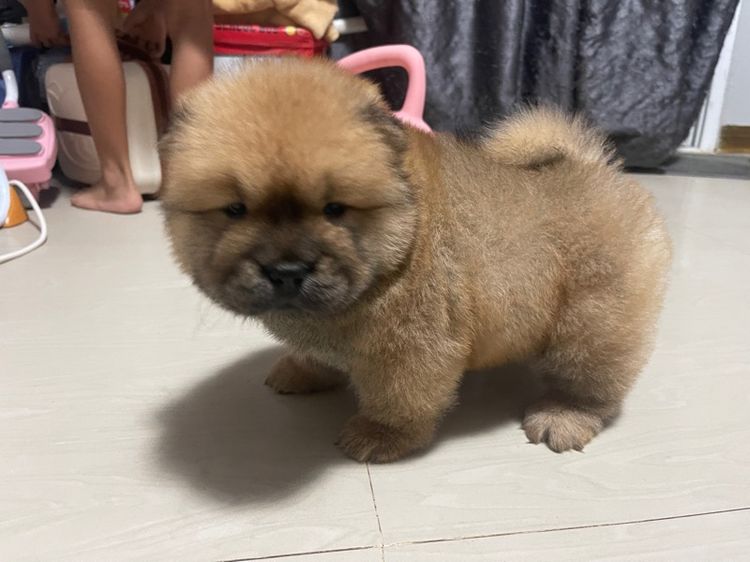 หมาเชาว์ รูปที่ 4