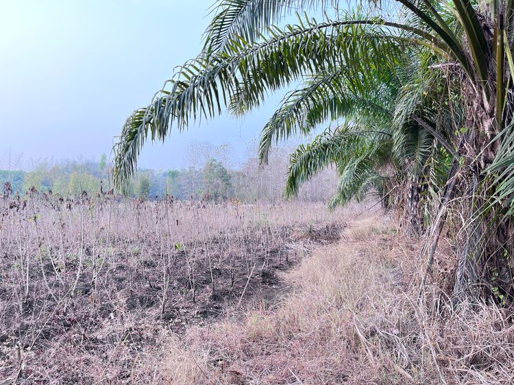 ขายที่ดิน 9ไร่2งาน 76ตารางวา รูปที่ 2