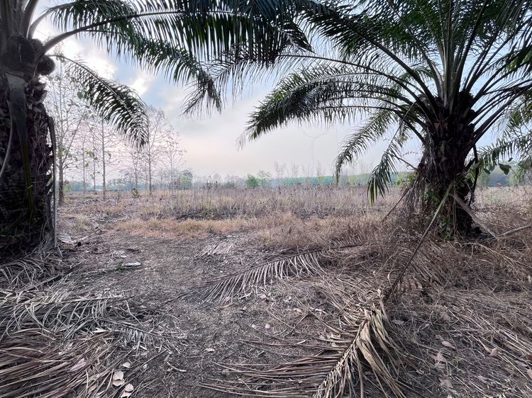 ขายที่ดิน 9ไร่2งาน 76ตารางวา