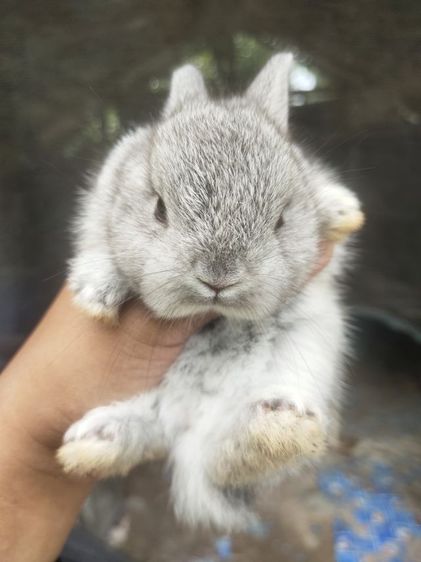 กระต่ายแคระ ระยอง รูปที่ 7
