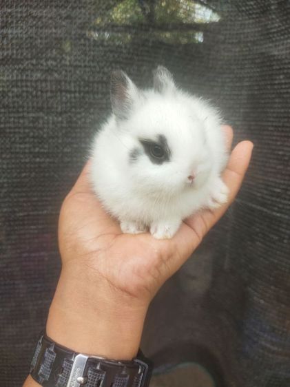 กระต่ายแคระ ระยอง รูปที่ 11