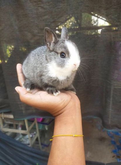 กระต่ายแคระ ระยอง