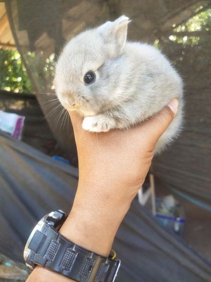 กระต่ายแคระ ระยอง รูปที่ 8