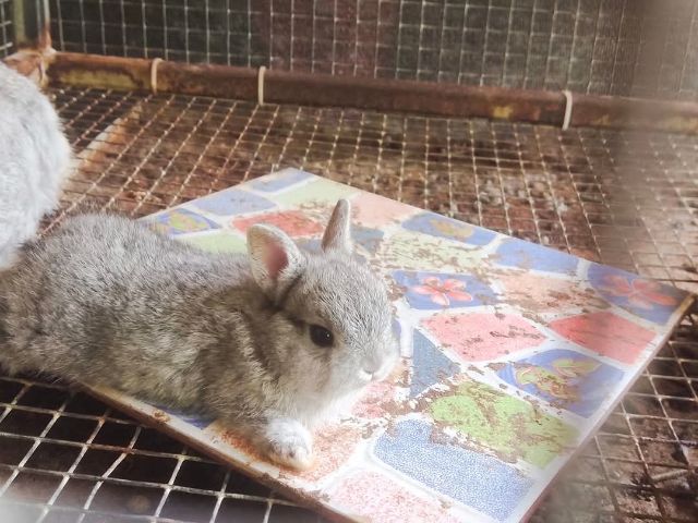 กระต่ายแคระ ระยอง รูปที่ 9