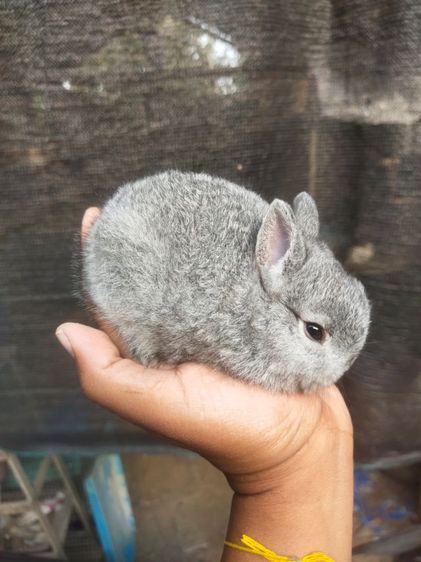 กระต่ายแคระ ระยอง รูปที่ 4