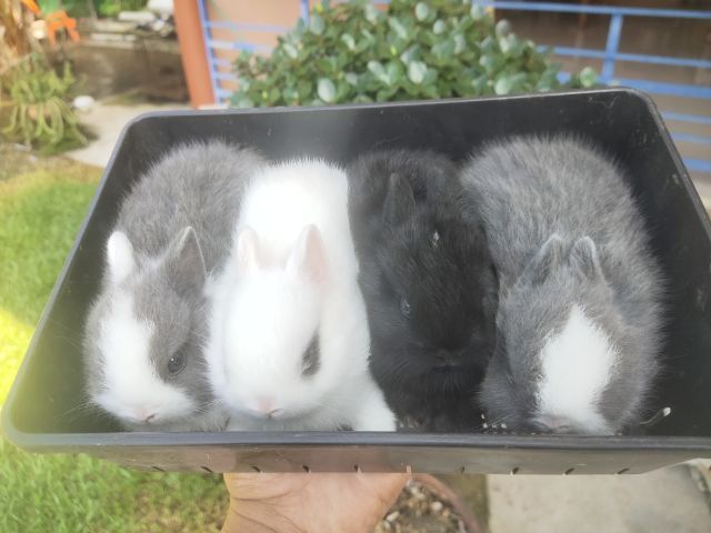 กระต่ายแคระ ระยอง รูปที่ 10