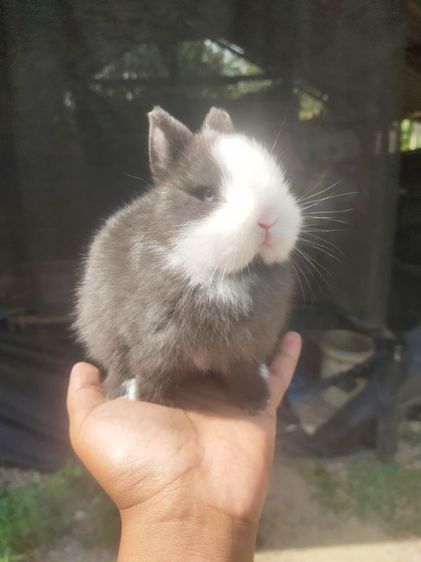 กระต่ายแคระ ระยอง รูปที่ 12