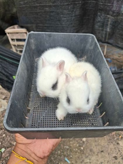 กระต่ายแคระ ระยอง รูปที่ 2