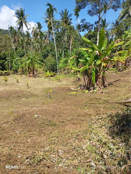 ใช่ ที่ดินเกาะสมุย ต.แม่น้ำ รูปที่ 2