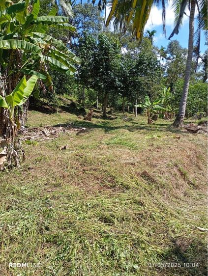 ใช่ ที่ดินเกาะสมุย ต.แม่น้ำ รูปที่ 4