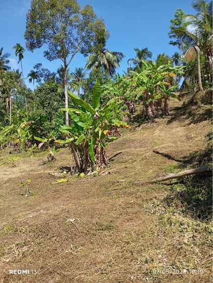 ใช่ ที่ดินเกาะสมุย ต.แม่น้ำ รูปที่ 3